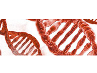 第十八期：如何从干的血斑内提取DNA