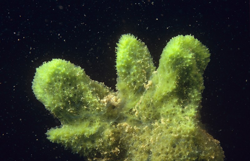 【研究动态】海绵细胞可能是神经系统的雏形？